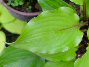 Хоста «Холар Сансет Кобра» (Hosta Holar Sunset Cobra)