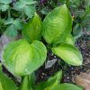 Хоста «Адорабле» (Hosta Adorable) © blumgarden.ru