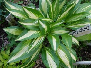 Хоста «Черри Берри» (Hosta ‘Cherry Berry’)