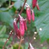 Семена хосты Cherry Berry © blumgarden.ru