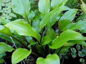 Хоста «Драма Квин» (Hosta Drama Queen)