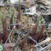 Ростки хосты Holar Early Days весной © blumgarden.ru
