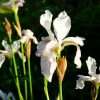 Ирис сибирский Альба (Iris) © blumgarden.ru