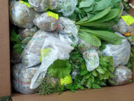 Коробка с посадочным материалом © Blumgarden.ru