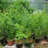 Саженцы айвы японской 4-летние © blumgarden.ru