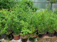 Саженцы айвы японской 4-летние © Blumgarden.ru