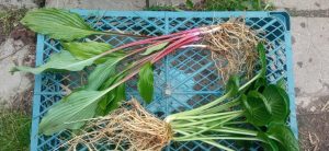 Хосты Нипперс и Тоталли Твистед для пересылки © Blumgarden.ru