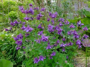 Аквилегия фиолетовая обыкновенная, водосбор (Aquilegia Violet)