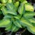 Хоста Катерина (Hosta Catherine) © blumgarden