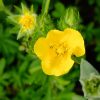 Лапчатка травянистая желтая (Potentilla) © blumgarden.ru