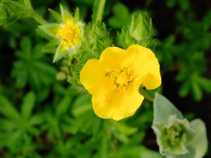 Лапчатка травянистая желтая (Potentilla) © Blumgarden.ru