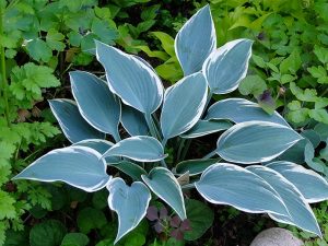 Хоста «Эль Нино» (Hosta El Nino)