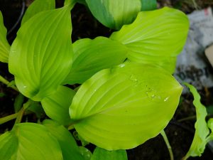 Хоста «Фрут Панч», «Фруктовый Пунш» (Hosta ‘Fruit Punch’)