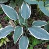 Хоста Эль Нино (El Nino) © blumgarden.ru