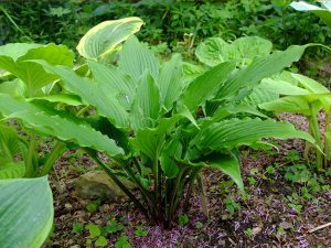 Хоста «Челюсти» (Hosta Jaws)