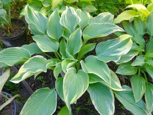 Хоста «Стаг’с Лип» (Hosta Stag’s Leap)