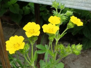 Лапчатка травянистая желтая (Potentilla)