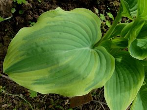 Хоста «Стаг’с Лип» (Hosta Stag’s Leap)