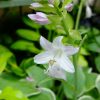 Цветонос хосты «Фрагрант Блу Риббонс» (Hosta Fragrant Blue Ribbons) © blumgarden.ru