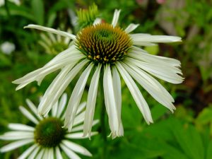 Эхинацея пурпурная «Белый Лебедь» (Echinacea Purpurea White Swan)