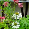 Саженцы эхинацеи «Белый Лебедь» и лилии «Вишенка» © blumgarden.ru