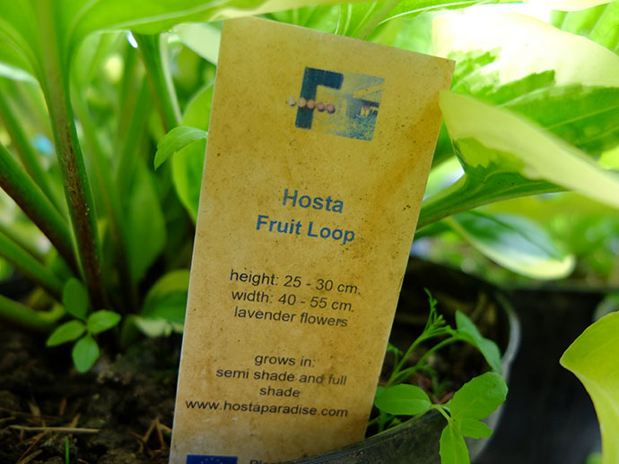 Бирка от Франзена с описанием хосты Fruit Loop © blumgarden.ru