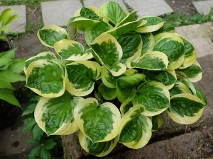 Хоста «Фрут Луп» (Hosta Fruit Loop)
