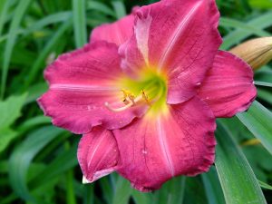 Лилейник «Силоам Роял Принс» (Hemerocallis, Daylily Siloam Royal Prince)