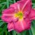 Лилейник Siloam Royal Prince © blumgarden.ru