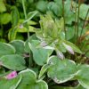 Хоста Фрагрант Блу Риббонс (Hosta Fragrant Blue Ribbons) в полуроспуске цветков в августе © blumgarden.ru