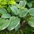 Хоста «Фрагрант Блу Риббонс» (Hosta Fragrant Blue Ribbons) с бутоном в июле © blumgarden.ru