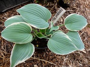 Хоста «Фрагрант Блу Риббонс» (Hosta ‘Fragrant Blue Ribbons’)