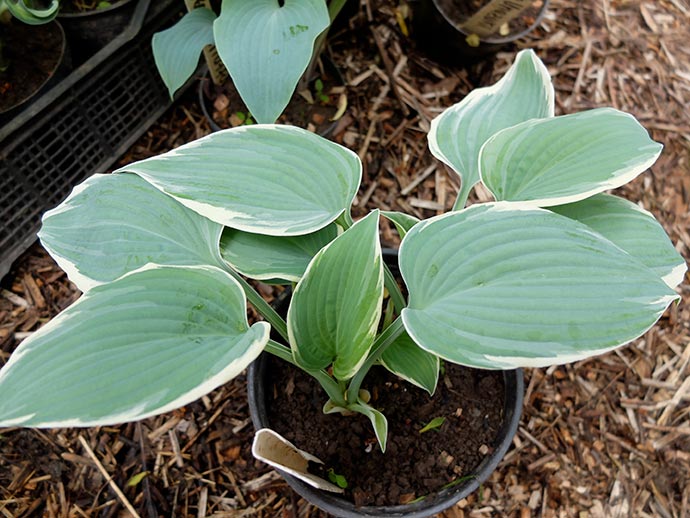 Хоста голубая с белой каймой Фрагрант Блю Риббонс © blumgarden.ru