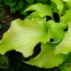 Закрученные желтые листья у хосты «Джессика Альба» © blumgarden.ru