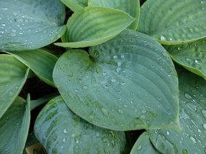 Хоста «Скайлайт» (Hosta Skylight)