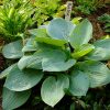 Хоста Skylight с нежно-голубыми восковыми листьями © blumgarden.ru