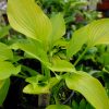 Хоста желто-зеленая «Вейтинг ин Вьен» (Hosta 'Waiting in Vein') © blumgarden.ru
