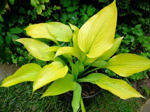 Хоста «Вейтинг ин Вьен» (Hosta ‘Waiting In Vein’)