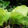 Хоста Джессика Альба вид куста снизу и сбоку © blumgarden.ru