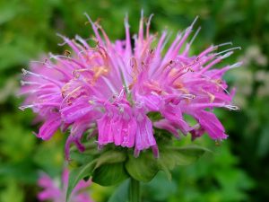 Монарда пурпурно-розовая (Monarda)
