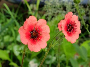Лапчатка травянистая розовая, потентилла (Potentilla)