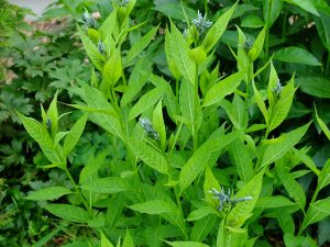 Амсония замечательная (Amsonia Illustris) в начале цветения, бутоны начинают распускаться © Blumgarden.ru