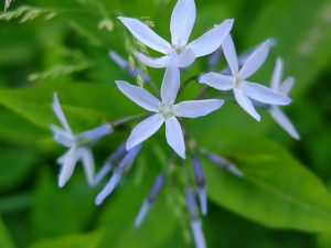 Амсония замечательная (Amsonia Illustris)