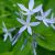 Амсония замечательная Amsonia illustris © blumgarden.ru