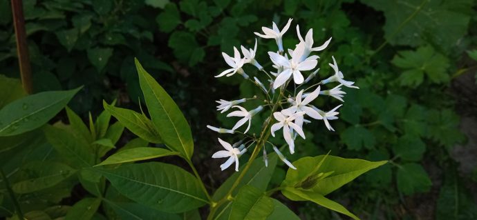 Амсония замечательная цветет на концах побегов © blumgarden.ru