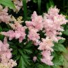 Астильба розовая с темно-зеленой резной листвой «Сестра Тереза» © blumgarden.ru