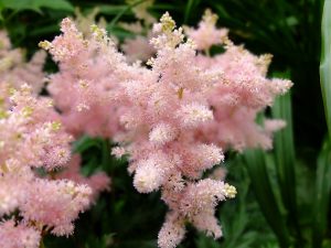 Астильба Арендса «Сестра Тереза» (Astilbe Arendsii ‘Sister Theresa’)