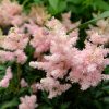 Astilbe arendsii 'Sister Theresa' соцветия крупный план © blumgarden.ru