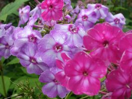 Флоксы многолетние © Blumgarden.ru