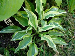 Хоста «Эрос» (Hosta Eros)